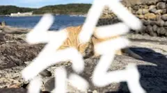 猫の写真
