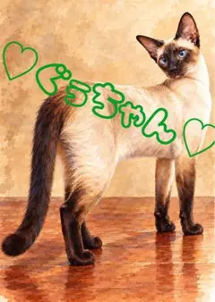 《一点限り》振り返りながら青い瞳で見つめるシャム猫