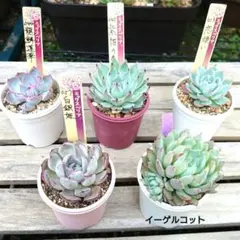 2026年最新】龍鱗蓮華の人気アイテム - メルカリ