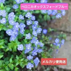 ベロニカ オックスフォードブルー 苗 正規ラベル メルカリ便発送‼️のサムネイル
