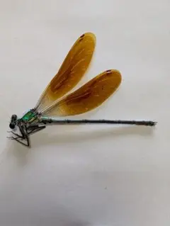 十（つなし）出品 トンボ標本13頭 十（つなし）様 専用出品 トンボ標本13頭 十（つなし）様 専用出品