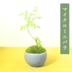 POTOCO マイクロミニバラ ミニバラ 陶器鉢 盆栽 観葉植物 薔薇 豆鉢