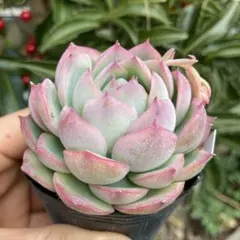 2026年最新】多肉 ピンククリスタルローズの人気アイテム - メルカリ