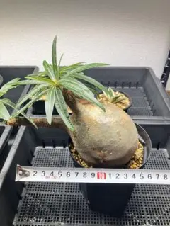 アデニウム オベスム 'LV'コーデックス 観葉植物 塊根植物 発根済み 大