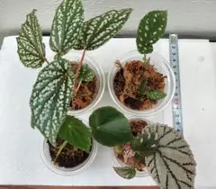 2025年最新】ベゴニア ルージュの人気アイテム - メルカリ