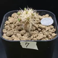 7 【鉢付】 ギラウミニアナ　実生　多分岐のサムネイル