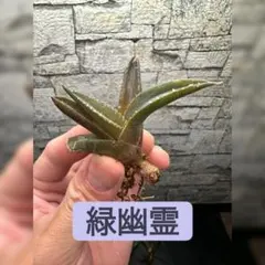 【アガベ】緑幽霊　※同等品送付