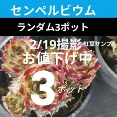 2026年最新】センペルビウムの人気アイテム - メルカリ