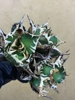 2025年最新】ゴリ猫の人気アイテム - メルカリ