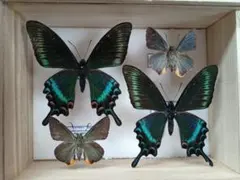 蝶標本 美麗ハチジョウカラスアゲハ春型♂♀ 飼育品 A品 東京都八丈島