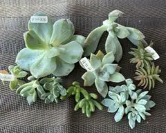 多肉植物　カット苗セット【訳あり】のサムネイル