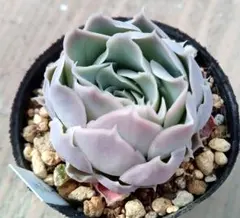 だいだい様 リクエスト 2点 まとめ商品