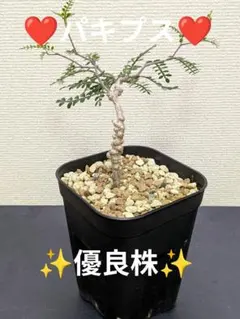 オペルクリカリアパキプス　実生　優良株のサムネイル