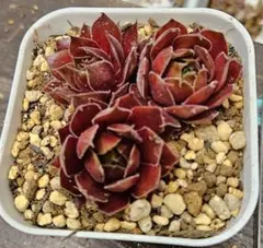 2026年最新】SEMPERVIVUMの人気アイテム - メルカリ