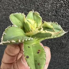 2026年最新】大白鯊の人気アイテム - メルカリ