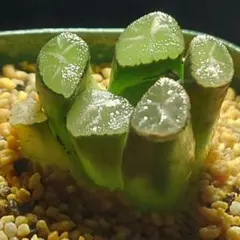 ゴ*Q様 多肉植物　ハオルチア　狐火　アーク　実生　549のサムネイル