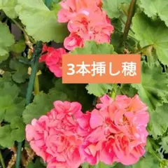 ゼラニウム苗 薔薇咲き ローズバッドガーネット リバーシブル - メルカリ