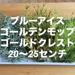 コニファー☘️ブルーアイス・ゴールデンモップ・ゴールドクレスト/切り枝3点セット☘️