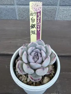 多肉 桜鬼 札付き ミックスベリア おらいさん苗 検) 青札 ざわわ