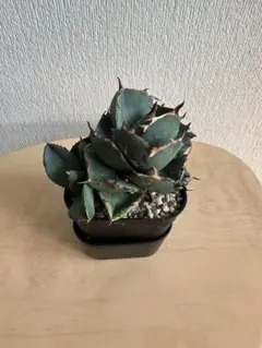 ［専用］アガベ 子株 セット 2025年最新】アガベ 子株 セットの人気アイテム - メルカリ