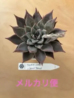 サボテン相談室さん札付き コロラータ ルーフ - メルカリ