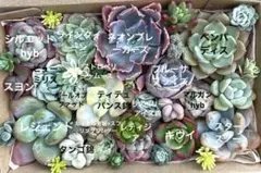多肉植物　カット苗　寄せ植え　詰め合わせ 186のサムネイル
