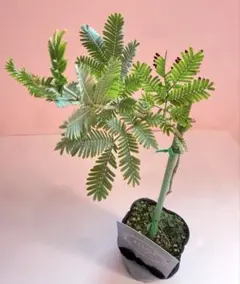 ミモザアカシア 3号ポット 苗木　③