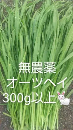 生牧草農薬不使用！オーツヘイ✨ネコポス箱込み300g以上 小動物おやつ