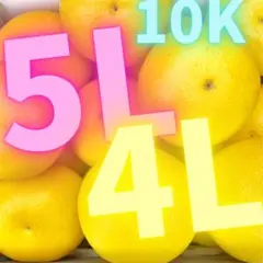 文旦 山北みかん ポンカン 好きにも 105 - メルカリ