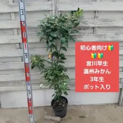 4年生 幼果つき マイヤーレモン接木苗 樹高130センチ 6.5号ポット現品
