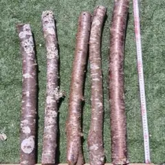 桜　丸太　中太　5本セット