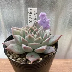 2025年最新】ホーリンゼの人気アイテム - メルカリ