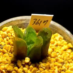3617 マンテリーNO1多肉植物 ハオルチア アロエのサムネイル