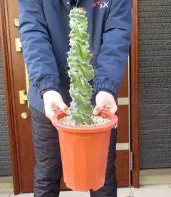 2026年最新】セレウス サボテンの人気アイテム - メルカリ