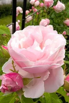 ryokuryu様 リクエスト 2点 まとめ商品