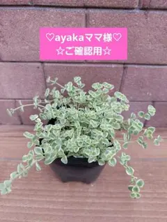 ♡ayakaママ様☆ご確認用☆リトルミッシー抜き苗【K-192】