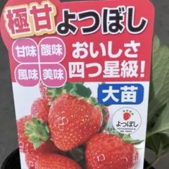 モッピー様 リクエスト 3点 まとめ商品