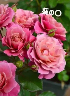 ラスト1苗 新品種 人気品種 入手困難 四季咲き 強健 薔薇苗 バラ苗