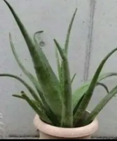 大株アロエベラ