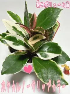 2026年最新】ホヤ観葉植物の人気アイテム - メルカリ