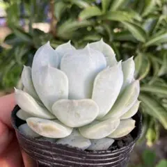 a白牡丹 抜き苗 多肉植物 - メルカリ