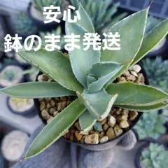 【先祖返り吉祥冠】アガベ　ポタトラム　親株は中斑　王道人気品種　初心者オススメのサムネイル