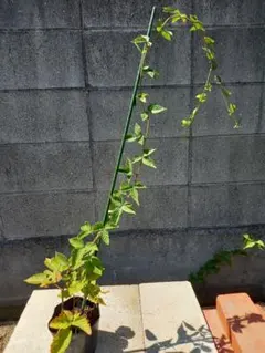 山千様 リクエスト 2点 まとめ商品