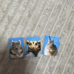 小動物証明写真