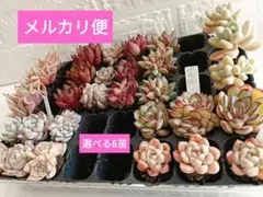 多肉植物選べる6苗根付きセットエケベリア他