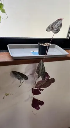 虎ちゃん様 リクエスト 6点 まとめ商品