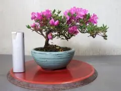 みっくん様専用＜売約済み＞盆栽　深山霧島＜藤重＞（９－３）