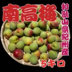 和歌山県産 紀州⭐︎栽培期間中農薬不使用⭐︎南高梅♪ 2L〜3L 5キロ