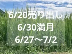 2026年最新】乾燥マコモ葉の人気アイテム - メルカリ