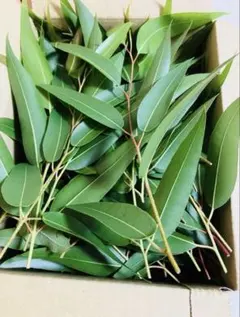 2025年最新】レモンユーカリ ドライの人気アイテム - メルカリ